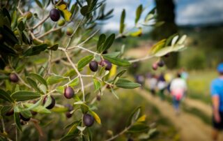 Sulle pendici del Montalbano